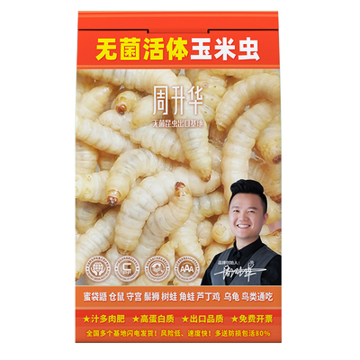 活虫无菌玉米虫葡萄蜜虫爬宠鸟粮