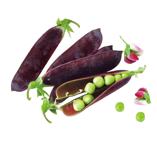 紫荚豌豆种子甜脆豌豆种籽苗种碗豆孑种碗豆四季寿光种籽甜豆种籽