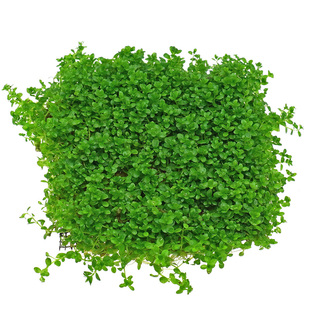 迷你矮牛毛爬地珍珠天湖懒人鱼缸造景水草坨草淡水活体植物前景草