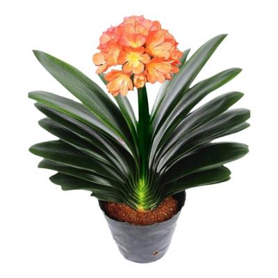 耐旱好养开花君子兰精选大苗易活