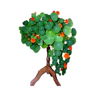 旱金莲花种子旱荷花金莲花爬藤植物庭院阳台盆栽四季易种花卉种籽