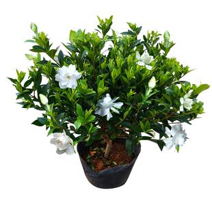 栀子花树苗大花浓香型花卉盆栽植物四季开花枝枝花苗阳台庭院老桩