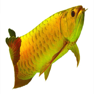 永恒水族红眼白子虹鱼 黑白皇冠三色魟鱼 黑帝黑金珍珠活体观赏鱼