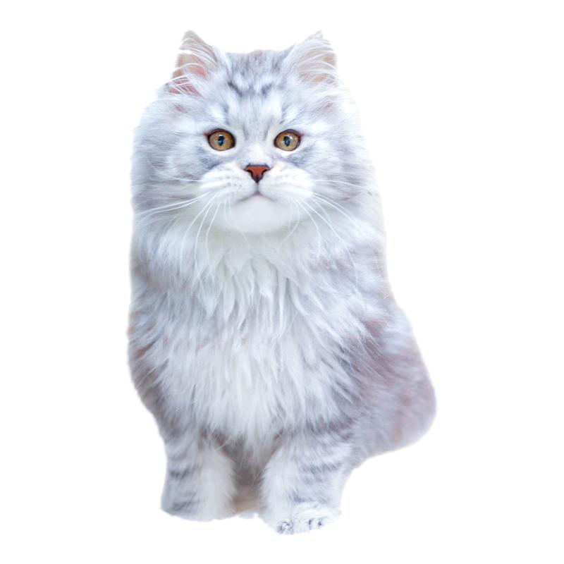 长毛猫巨型猫纯种缅因库恩猫幼猫
