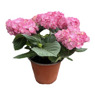 无尽夏绣球盆栽带花大苗进口绣球花卉多年生木本植物室外阳台客厅