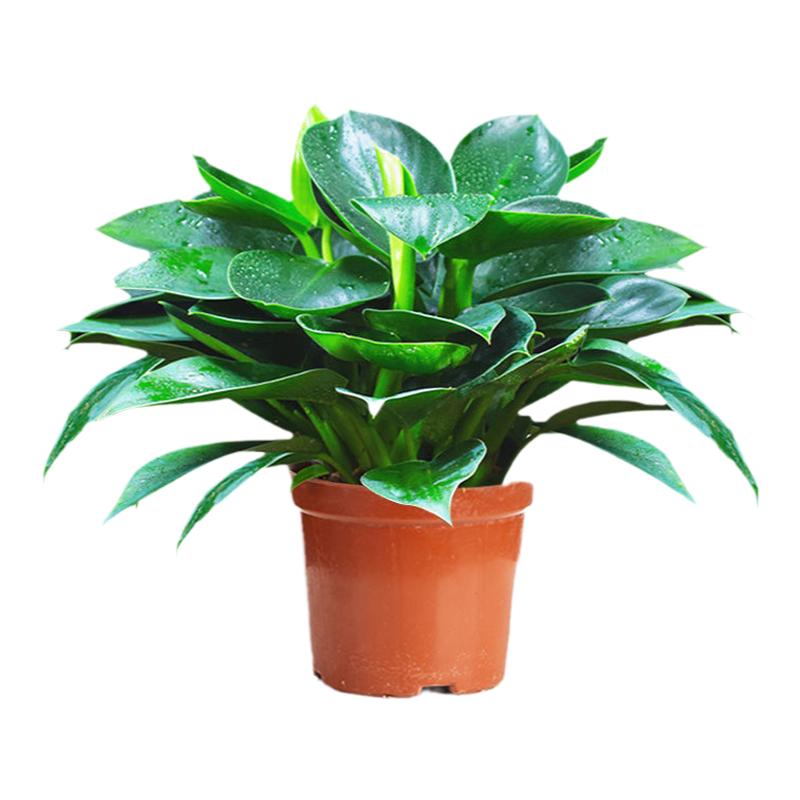 【吸甲醛植物】大叶金钻盆栽室内绿植办公室客厅四季常青水培土培
