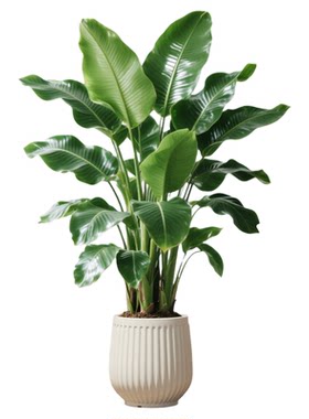 天堂鸟盆栽室内客厅大型绿植办公室高级感落地大叶植物花卉鹤望兰