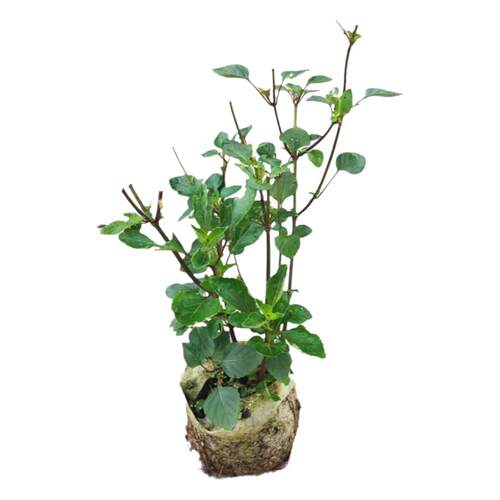 超级长穗愿望鼠尾草花苗  多年生耐热开花机器【鲁虹园艺】