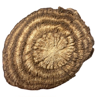 伏牛山野生葛根片500g农家自挖天然无硫葛根块茶泡水柴葛根中药材