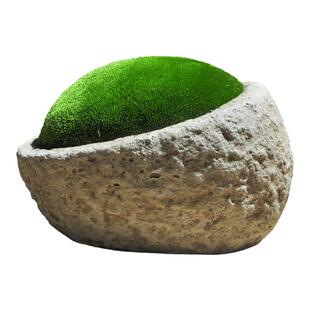 苔藓微景观雨林缸盆景铺面鲜活青苔diy创意植物庭院假山装饰包邮