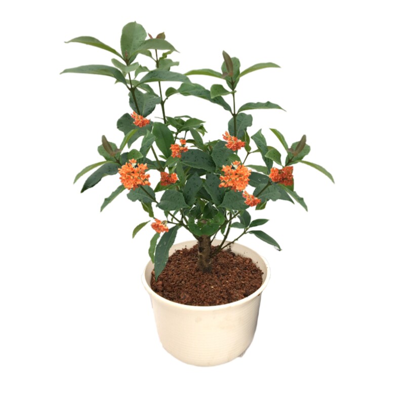 绿植客厅桂花树苗包邮