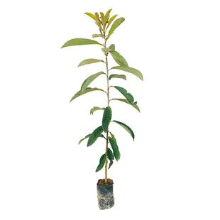 枇杷树苗大五星早钟六号嫁接早晚熟盆地栽南北方种庭院常绿水果苗