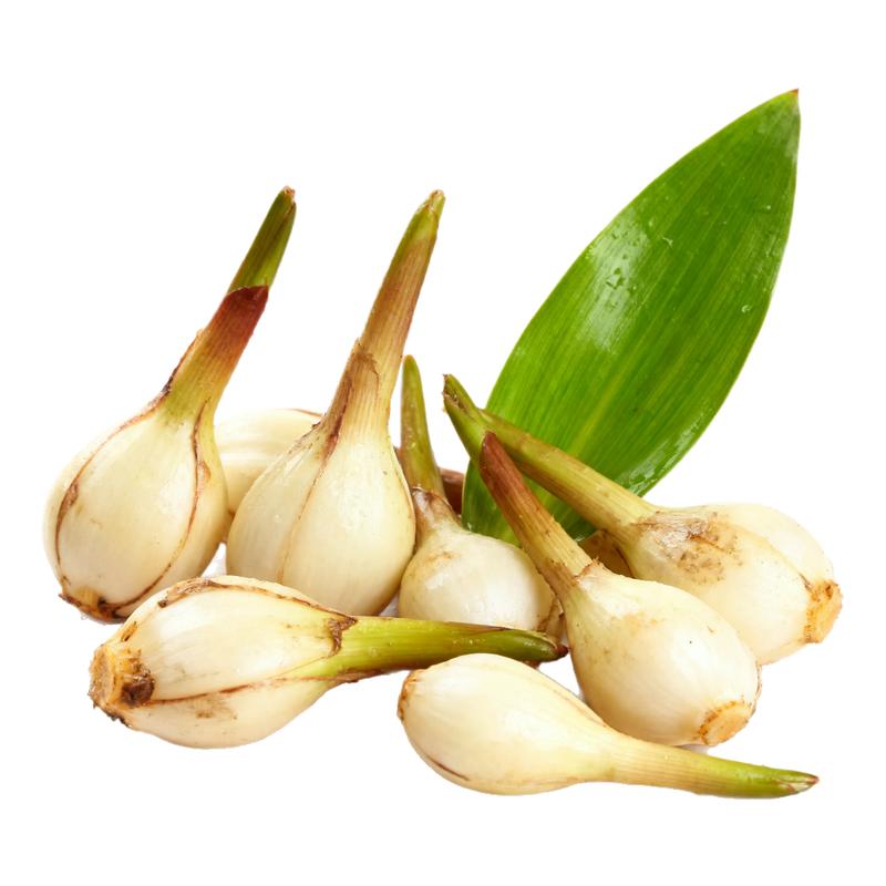 茨菇种球水培植物室内盆栽水草绿植观赏好养活慈菇苗鱼缸净化造景