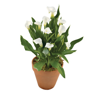 绿园花开进口马蹄莲种球25年新球现货进口彩色马蹄莲带芽阳台盆栽