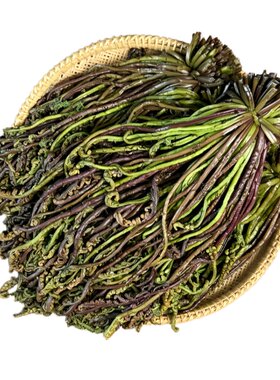 东北猴腿野菜新鲜腌制咸猴腿野菜