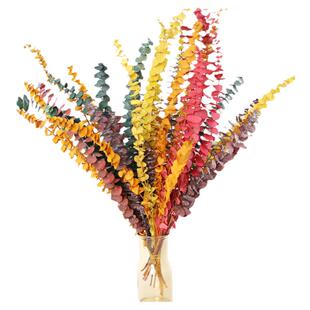 尤加利叶天然干花永生花苹果桉尤加利ins北欧文艺系家居装饰摆设