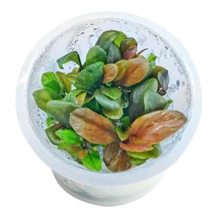 无菌杯红宝石极乐鸟水草红色椒草稀有水草鱼缸中后景水下叶真水草