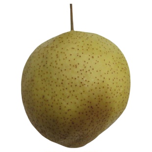 2025天津蓟州蓟县特产农家新鲜细皮小酸梨安梨酸甜可口老树酸梨