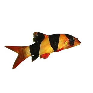 清道夫活体热带工具鱼除藻清洁小精灵白鼠鱼小型垃圾鱼观赏鱼包邮