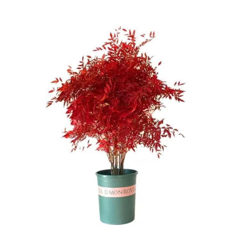 老桩南天竹盆景树苗四季青火焰红天竺盆栽竹子好养活室外耐寒树木