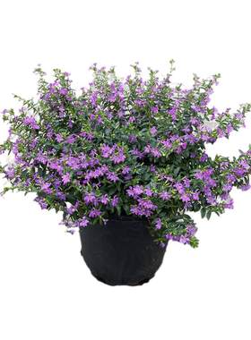花明月满天星花苗带花苞花园植物