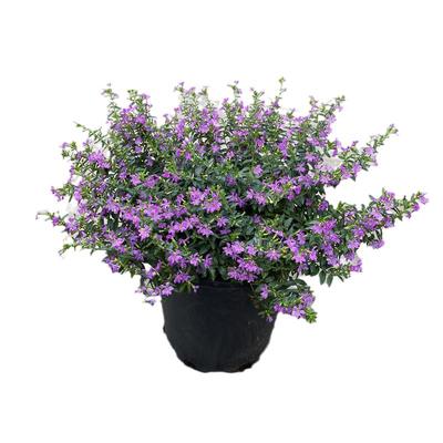 花明月满天星花苗带花苞花园植物