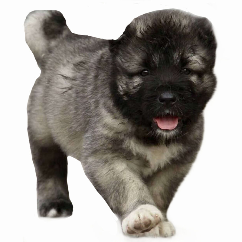 双血统纯种高加索幼犬熊版巨型犬宠物狗狗活体小狗活物幼崽护卫犬