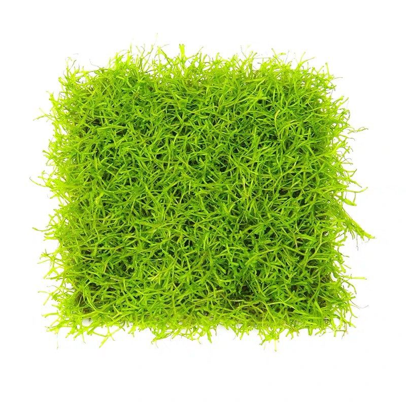 鱼缸造景活体植物冒泡的水草增氧垂泪莫斯鹿角苔三角新手易养