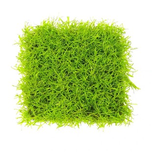 鱼缸造景活体植物冒泡的水草增氧垂泪莫斯鹿角苔三角新手易养