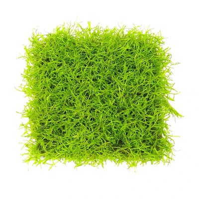 疯狂冒泡的水草鹿角苔易养