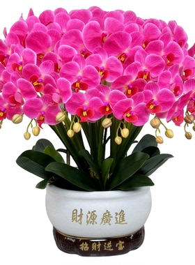 高档仿真蝴蝶兰花新款手感保湿
