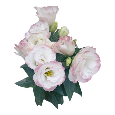 进口（矮）洋桔梗种子罗茜/玫瑰边Rose picotee重瓣盆栽春秋播