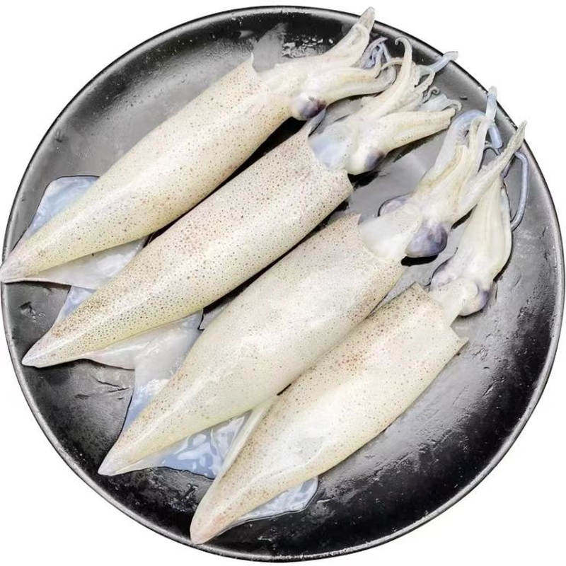 阿根廷整条鱿鱼原料北朝鱿鱼鲜活冷冻船冻尤鱼鲜整只铁板烧烤食材