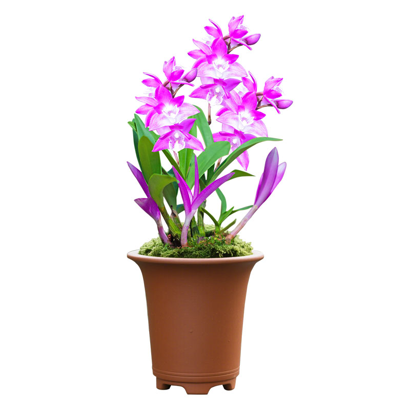 【七彩石斛】绿植兰花苗名贵盆栽