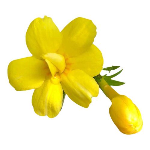 迎春花树苗盆栽带花苞连翘老桩盆景庭院爬藤四季花卉报春花植物
