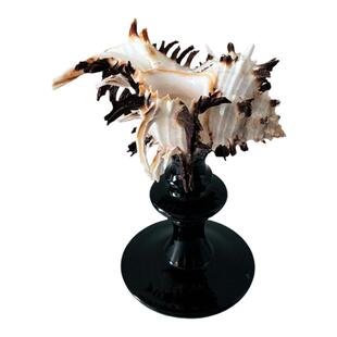 IN Chaos古典小众天然黑千手螺烛台摆件底座托盘高级感结婚伴手礼