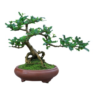 胡椒木盆栽老桩盆景室内植物客厅办公室桌面绿植茶室迷你盆栽禅意