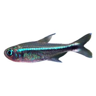 蓝线精灵鱼热带鱼梅塔蓝线灯精灵蓝线南美草缸小型淡水观赏鱼活体