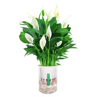 白掌盆栽一帆风顺水培植物办公室内绿植红掌盆栽带花四季易活好养