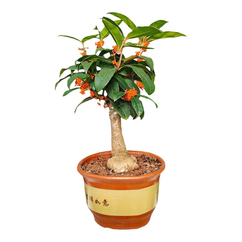 嫁接天香台阁桂花盆栽带苞好养