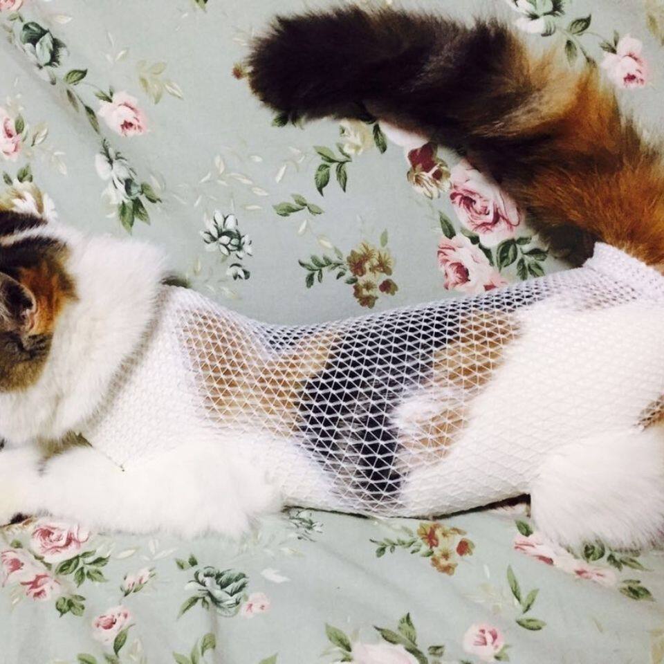 母猫绝育术后服宠物母猫狗绝育手术服术后护理猫咪狗专用弹性弹力