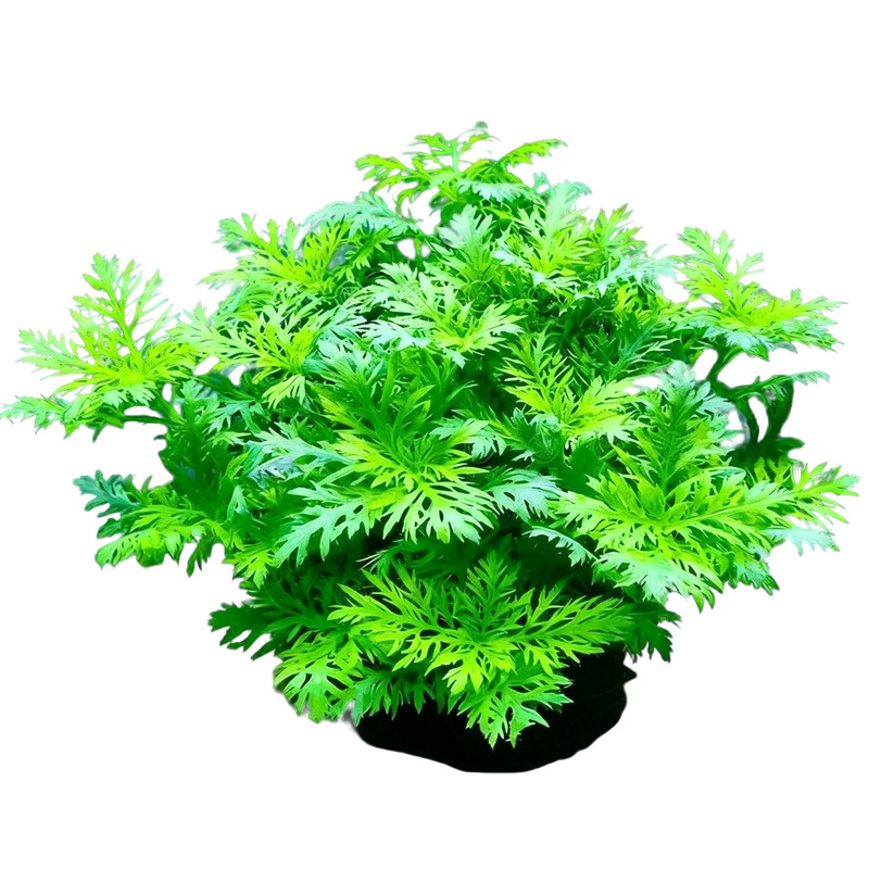 水罗兰水草植物套餐真草