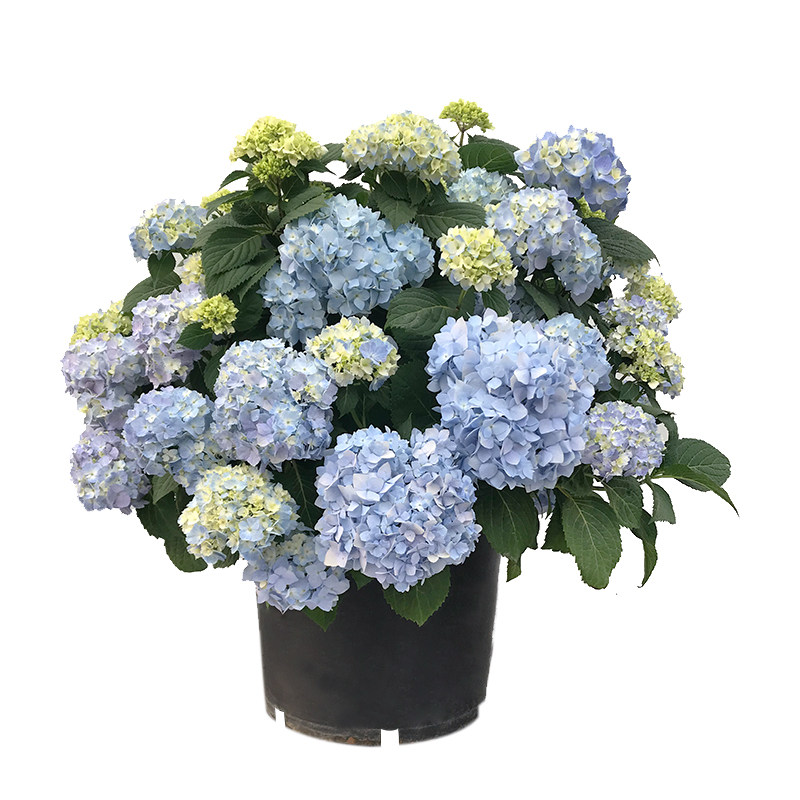 老桩无尽绣球花盆栽变色