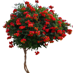 凌霄花树苗爬藤植物花绿植盆栽庭院阳台炮仗花特大苗耐寒