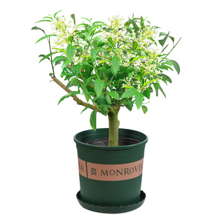 夜来香盆栽夜兰香花苗夜香花树苗九里香室内花卉绿植物驱蚊草提神