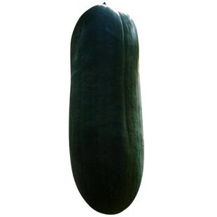 广东特大黑皮冬瓜种子炮弹型冬瓜种籽东瓜节瓜春秋四季蔬菜种孑苗