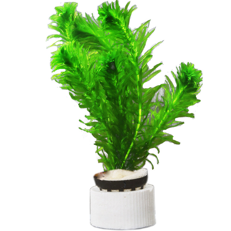 蜈蚣草好养净化水质增氧