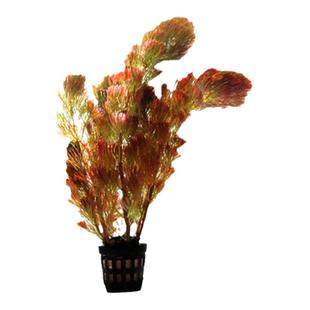 鱼缸水草造景植物红宫廷水榕蜈蚣草爬地矮珍珠阴性莫斯净水真水草