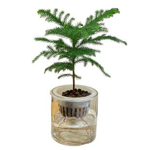 桌面圣诞树小型水培植物南洋杉室内四季好养绿植净化空气儿童礼物