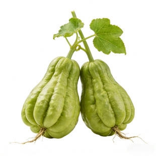 佛手瓜种瓜苗带土带叶四季龙须菜种子新鲜早熟扶手瓜春季种植苗